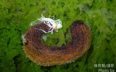 Holothuria cinerascens (Brandt, 1835) 黑刺星海參