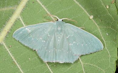 Hemistola simplex Warren, 1899 紅緣無繮青尺蛾