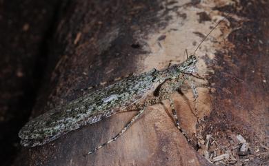 Theopompa ophthalmica (Manuel, 1797) 樹皮螳