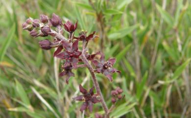 Veratrum formosanum O.Loes. 臺灣藜蘆