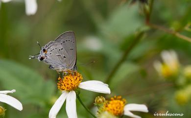 Ancema ctesia cakravasti (Fruhstorfer, 1909) 鈿灰蝶