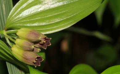 Disporum taiwanense 紅花寶鐸花