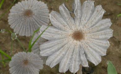 Coprinus patouillardii 帕氏鬼傘