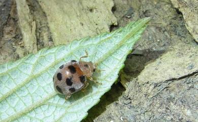 Epilachna maculicollis (Sicard, 1912) 苧麻十星瓢蟲