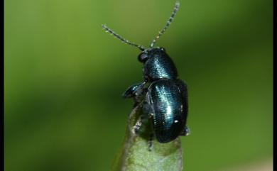 Scelodonta lewisii Baly, 1874 彩豔溝頂猿金花蟲