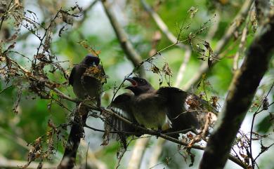 Dendrocitta formosae formosae Swinhoe, 1863 樹鵲(台灣亞種)