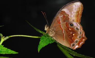 Lethe chandica ratnacri Fruhstorfer, 1908 曲紋黛眼蝶