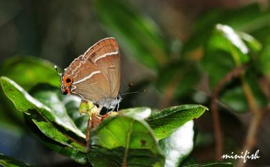 Teratozephyrus yugaii (Kano, 1928) 臺灣鐵灰蝶