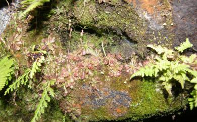 Drosera spatulata Labill. 小毛氈苔