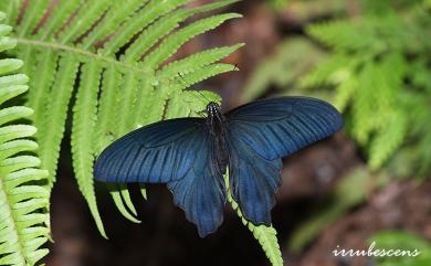 Papilio thaiwanus Rothschild, 1898 臺灣鳳蝶