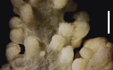 Litophyton setoensis (Utinomi, 1954) 柔軟錦花軟珊瑚