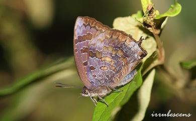 Arhopala bazalus turbata (Butler, [1882]) 燕尾紫灰蝶