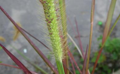 Setaria pallidefusca 褐毛狗尾草