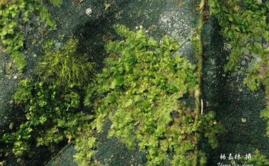 Cololejeunea planissima (Mitt.) Abeyw. 粗齒疣鱗蘚
