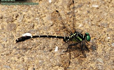 Heliogomphus retroflexus (Ris, 1912) 曲尾春蜓