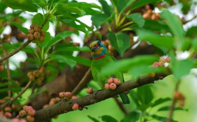 Psilopogon nuchalis (Gould, 1863) 五色鳥