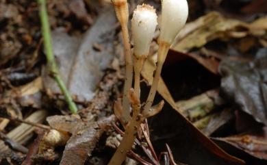 Gastrodia albida T.C.Hsu & C.M.Kuo 白赤箭