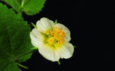 Abutilon crispum 泡果莔