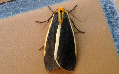 Churinga virago (Rothschild, 1913) 橙褐丘苔蛾