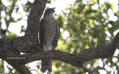 Accipiter trivirgatus formosae Mayr, 1949 鳳頭蒼鷹(台灣特有亞種)