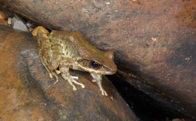 Odorrana swinhoana (Boulenger, 1903) 斯文豪氏赤蛙