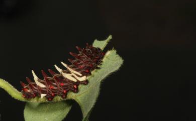 Atrophaneura horishana (Matsumura, 1910) 曙鳳蝶