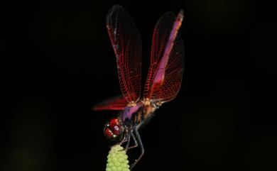 Trithemis aurora (Burmeister, 1839) 紫紅蜻蜓