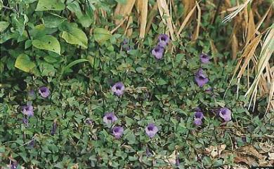 Torenia concolor Lindl. 倒地蜈蚣