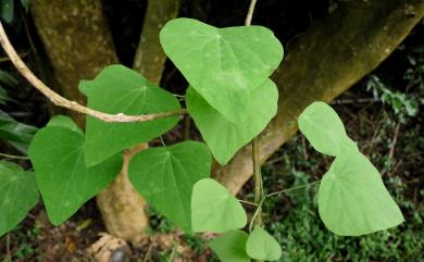 Stephania cephalantha Hayata 大還魂