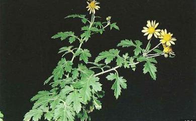 Dendranthema lavandulifolium var. tomentellum 新竹油菊