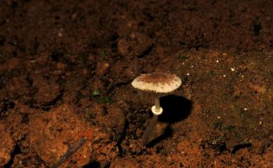 Lepiota praetervisa Hongo 保護色環柄菇