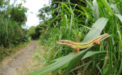 Takydromus viridipunctatus Lue & Lin, 2008 翠斑草蜥