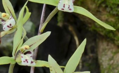 Cymbidium lancifolium var. syunitianum 大竹柏蘭