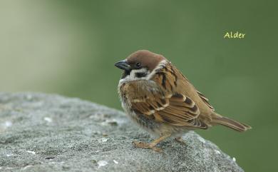 Passer montanus saturatus (Stejneger, 1885) 麻雀