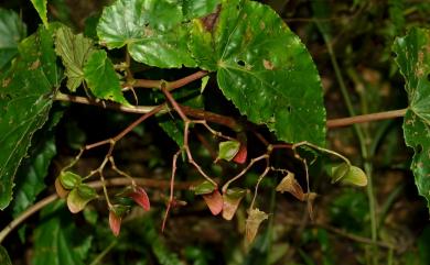 Begonia wutaiana C.I Peng & Y.K.Chen 霧臺秋海棠