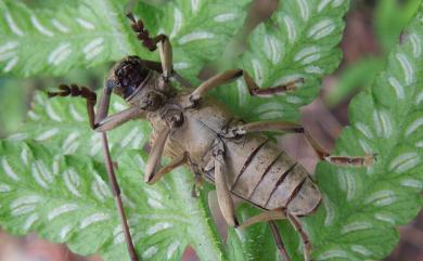 Blepephaeopsis yagii Hayashi, 1992 八木氏粗天牛