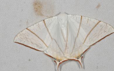 Ourapteryx clara formosana Matsumura, 1910 福爾摩沙尾尺蛾