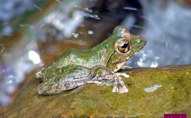 Buergeria robusta (Boulenger, 1909) 褐樹蛙