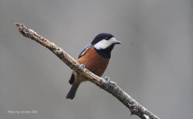 Sittiparus castaneoventris Gould, 1862 赤腹山雀