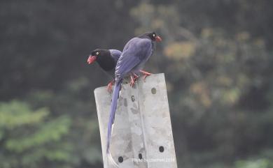 Urocissa caerulea Gould, 1863 臺灣藍鵲