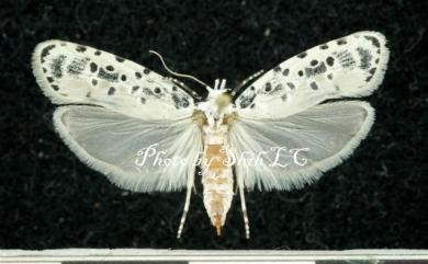 Heterogymna ochrogramma Meyrick, 1913 蛀果蛾