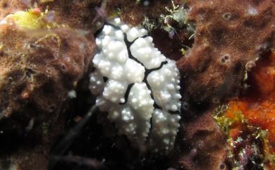 Phyllidiella rudmani Brunckhorst, 1993