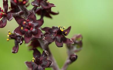 Veratrum formosanum 臺灣藜蘆