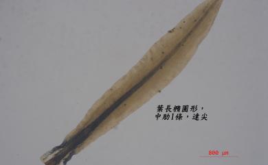 Timmiella anomala (B. S. G.) Limpr., 1888 反扭苔