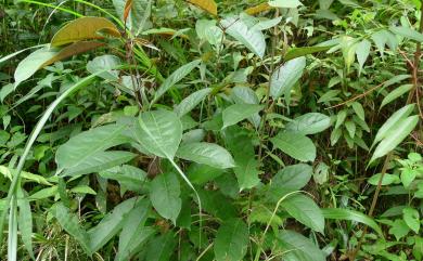 Turpinia formosana 山香圓