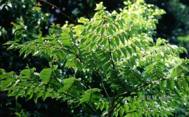 Aralia decaisneana Hance 鵲不踏