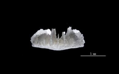 Fungiacyathus variegatus Cairns, 1989 歧異蕈杯珊瑚