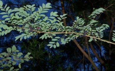 Phyllanthus oligospermus 新竹油柑