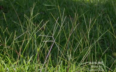 Axonopus affinis 類地毯草