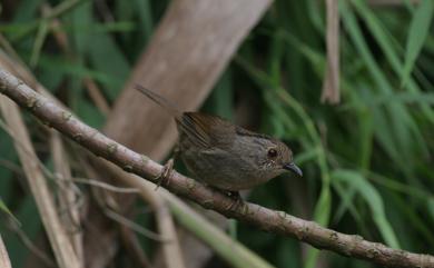 Schoeniparus brunneus brunneus (Gould, 1863) 頭烏線